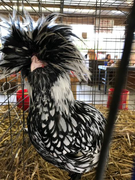 I’m not chicken.